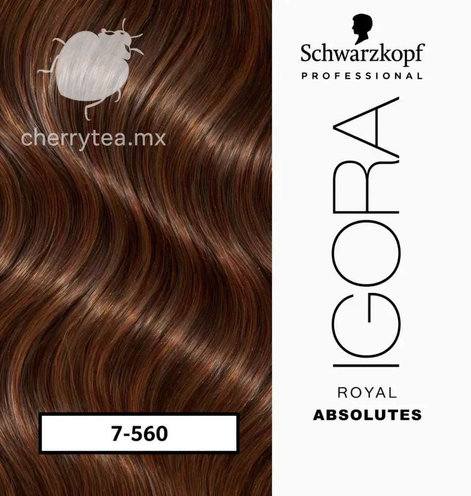 Tinte Igora Royal Absolutes 7-560 Rubio Medio Dorado Marrón Natural (Chocolate Dorado)